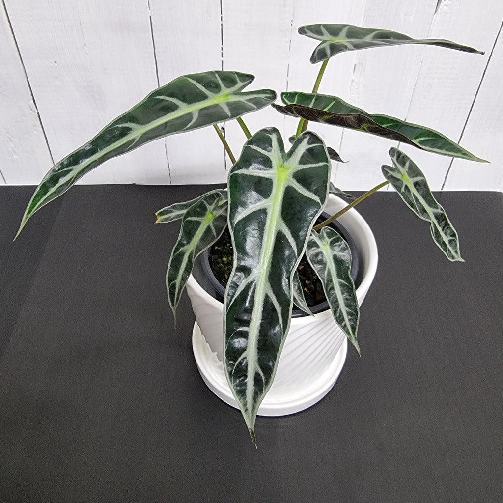 Alocasia Bambino online chch pot plant