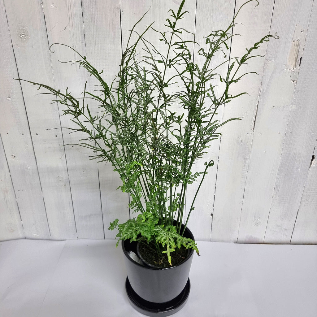 Buy Indoor Plants Online NZ Moffatts Flower Company New Zealand