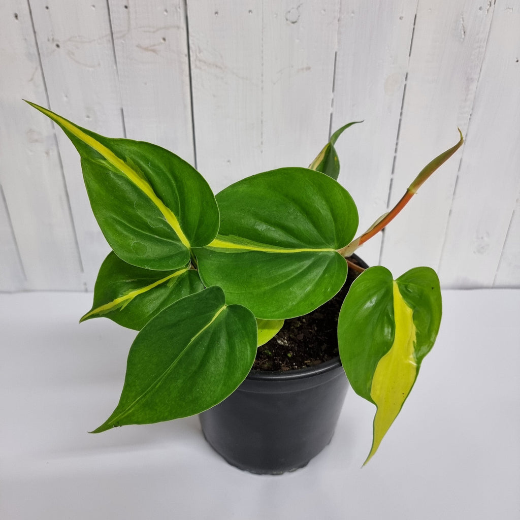 Philodendron brasil variegated heartleaf philodendron plant moffatts