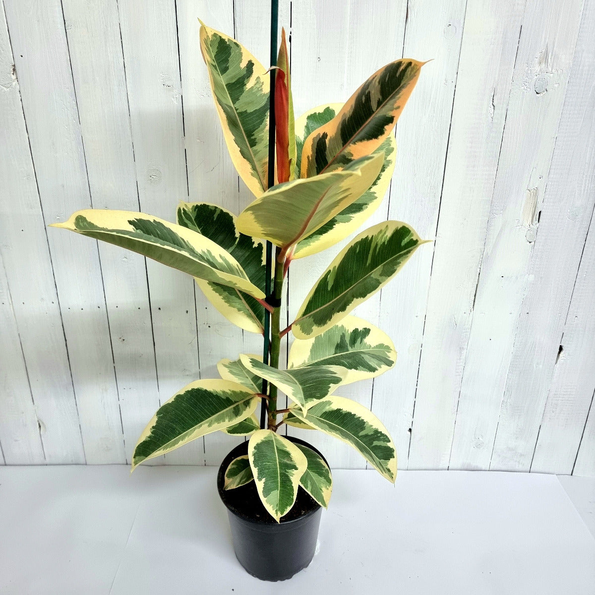 rubber tree nz Ficus elastica Tineke (Rubber Fig) | South Island House Plant Delivery – Moffatt's Flower Company