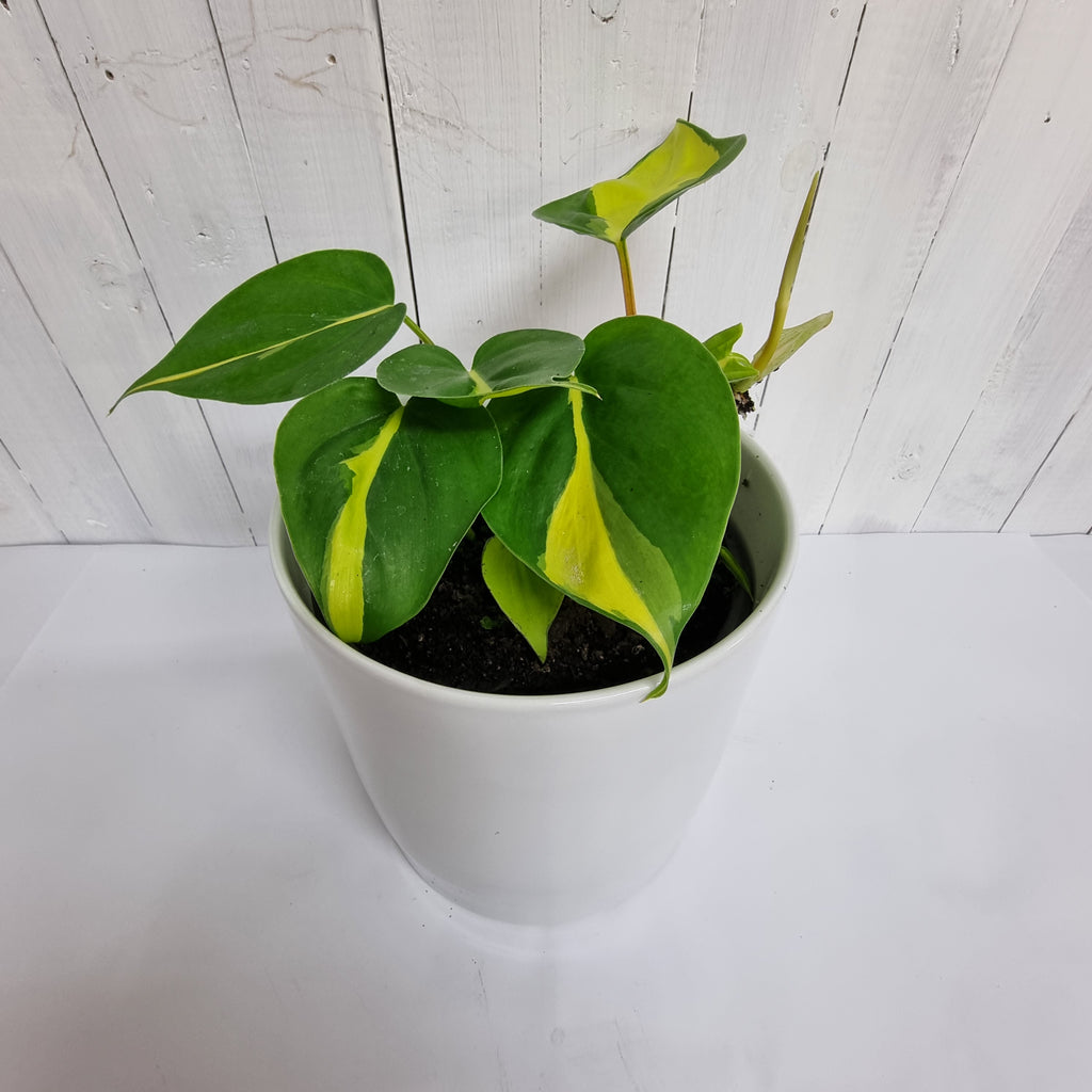 Philodendron Brasil Variegated Heartleaf Philodendron plants online south island