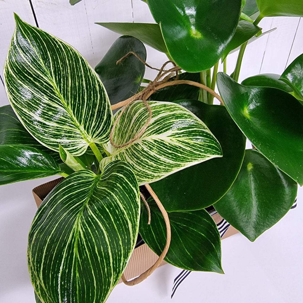 best plant bundle chch online Philodendron Birkin Polybotra easy care