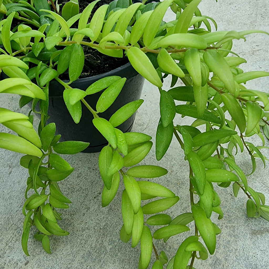 popular houseplant hanging easy care Columnea Arguta