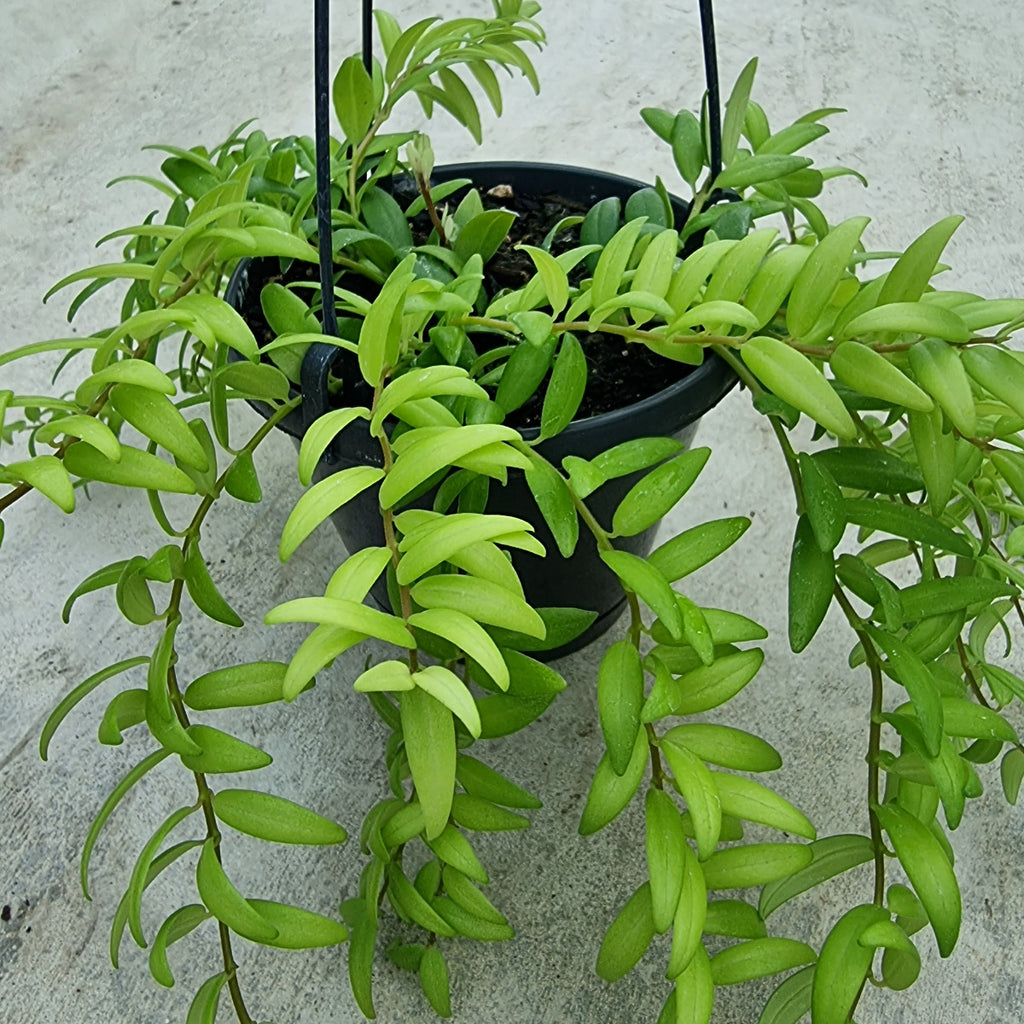 variegated Columnea Arguta hanging Moffatts online 