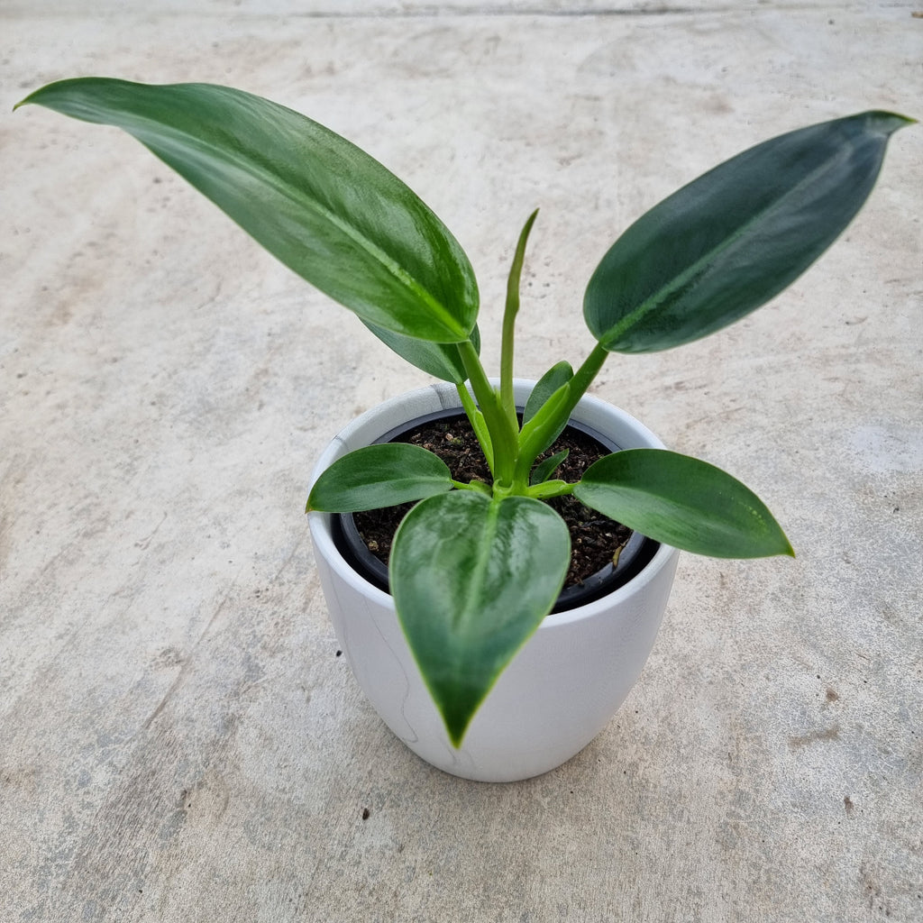 Philodendron Millions easy care houseplant Moffatts online