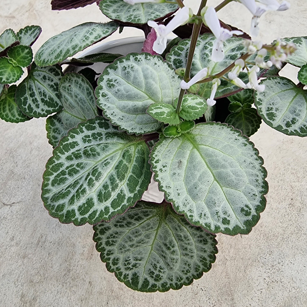 plectranthus emerald lace indoor plant south island gift moffatts