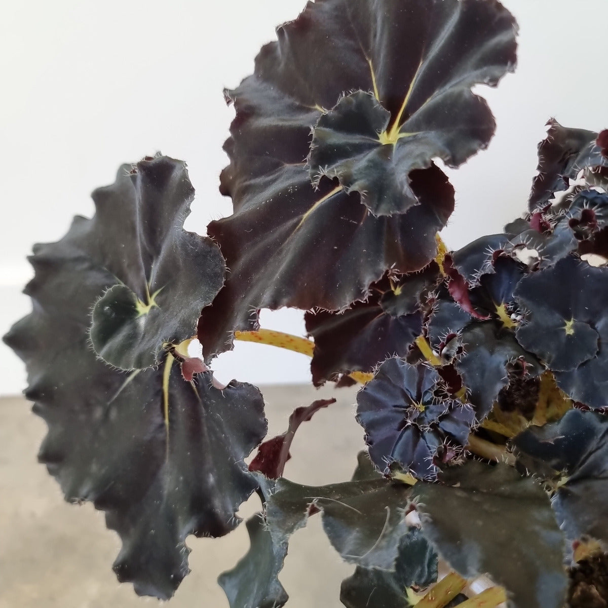 Exotic Elegance: The Captivating Black Mamba Begonia Flower