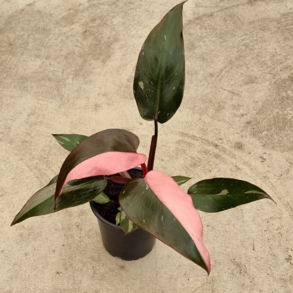 Philodendron Pink princess easy care houspelant Moffatts Flower Company