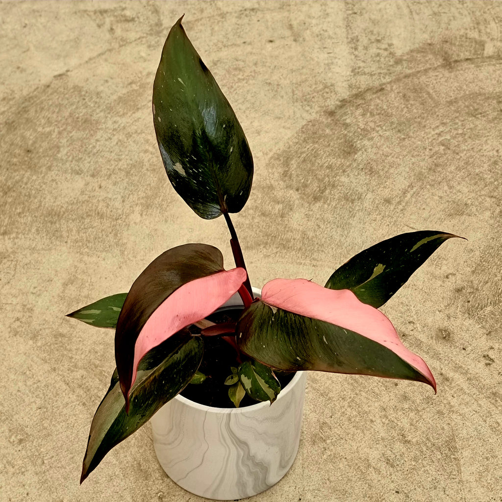 Philodendron Pink Princess popular indoor houseplant South island delivery 