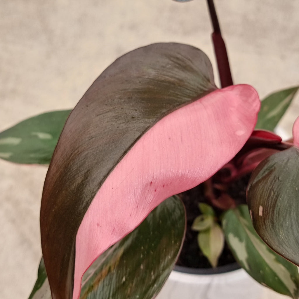 Philodendron Pink Princess online gift Chch Moffatts