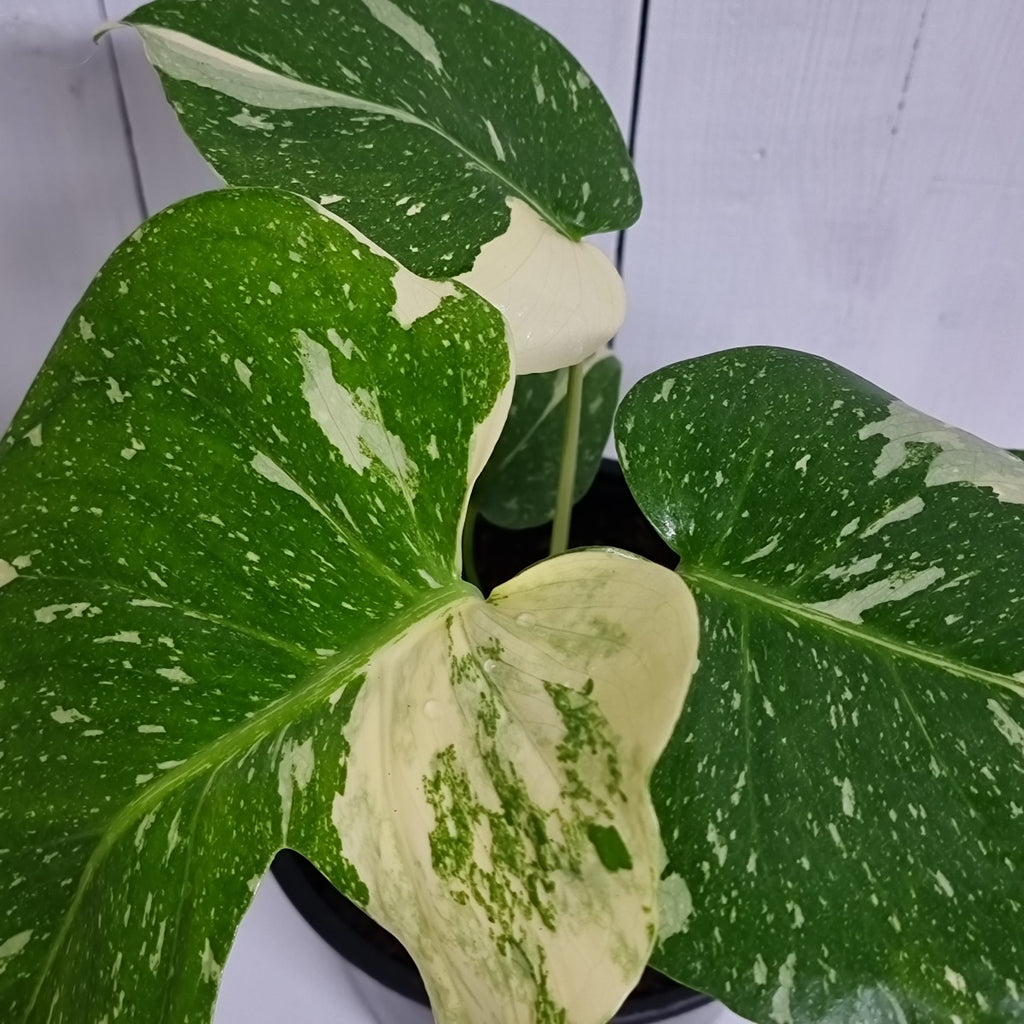 Monstera Thai Constellation rare indoor plant south island delivery Moffatts Flower Company