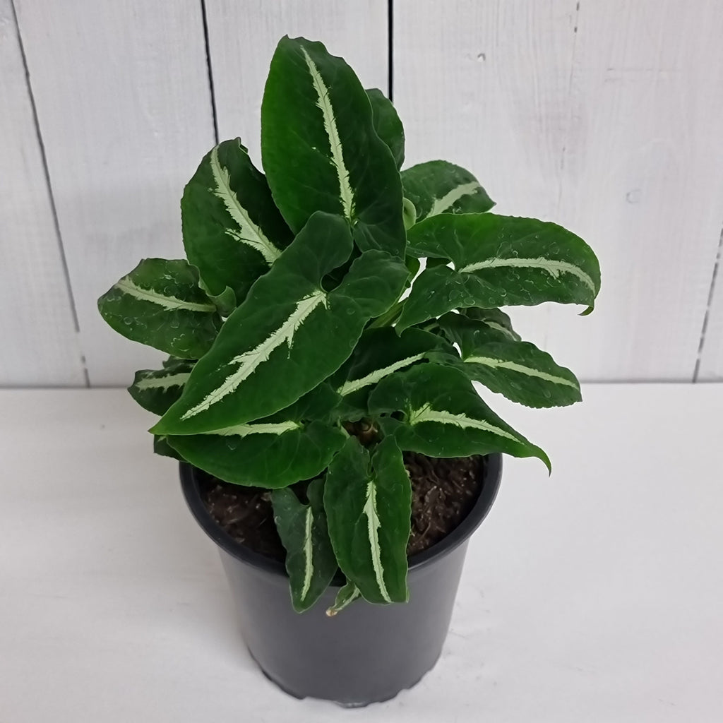 SyngSyngonium Wendlandii "Black Velvet  houseplant Moffatts online delivery South Island 