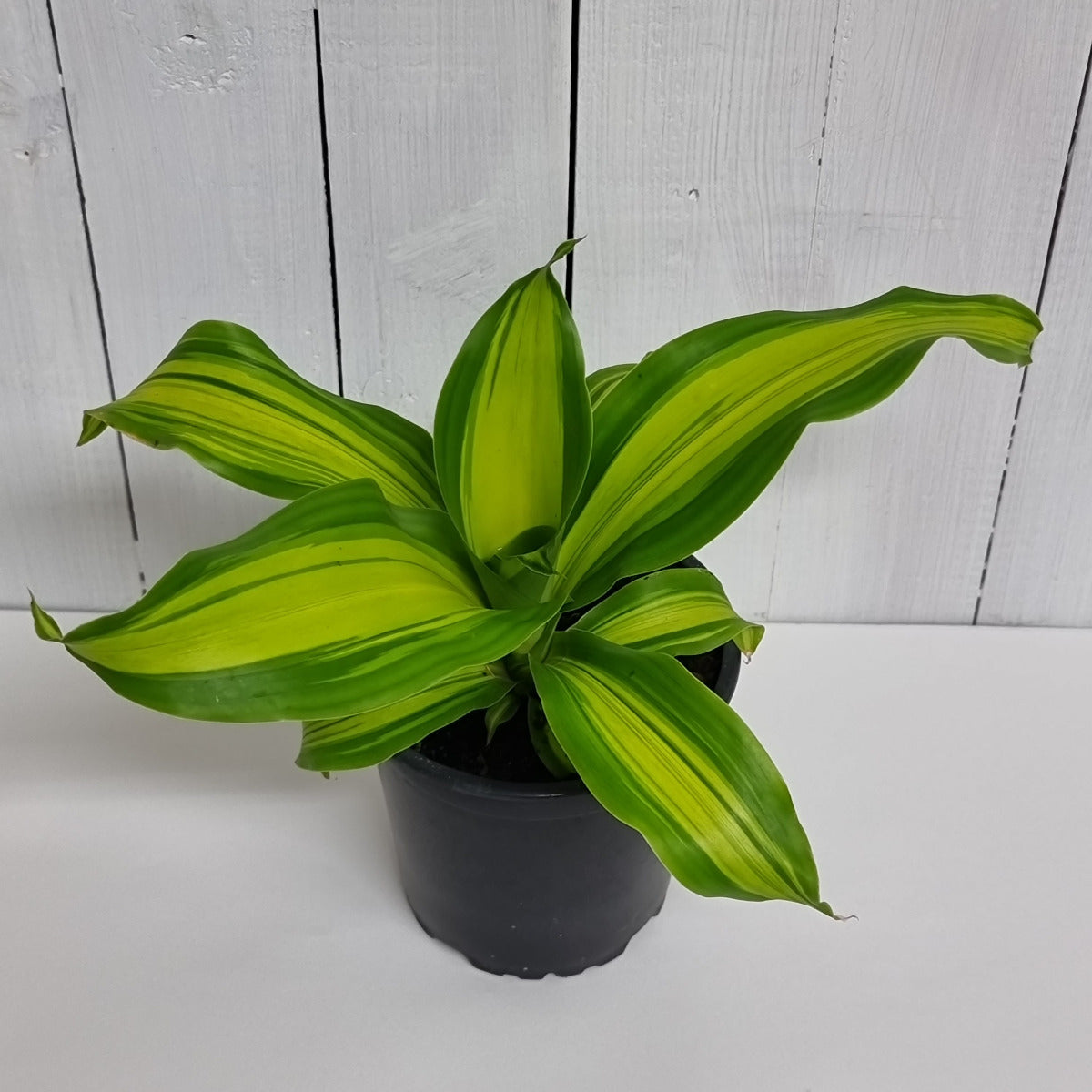 dracaena mass marley Dracaena Massagena Marley | Buy Indoor Plants Online | Christchurch – Moffatt's Flower Company