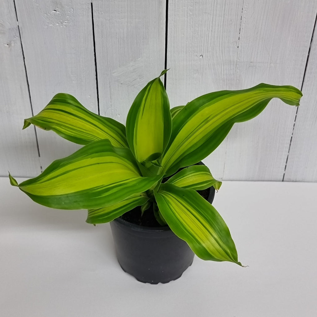 dracaena Massangeana indoor houseplant