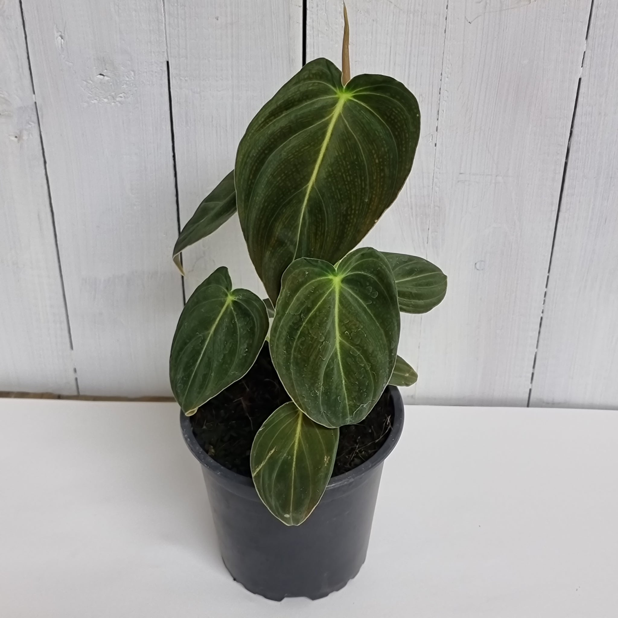 milano philodendron Philodendron Melanochrysum- a sought after Houseplant – Moffatt's Flower Company