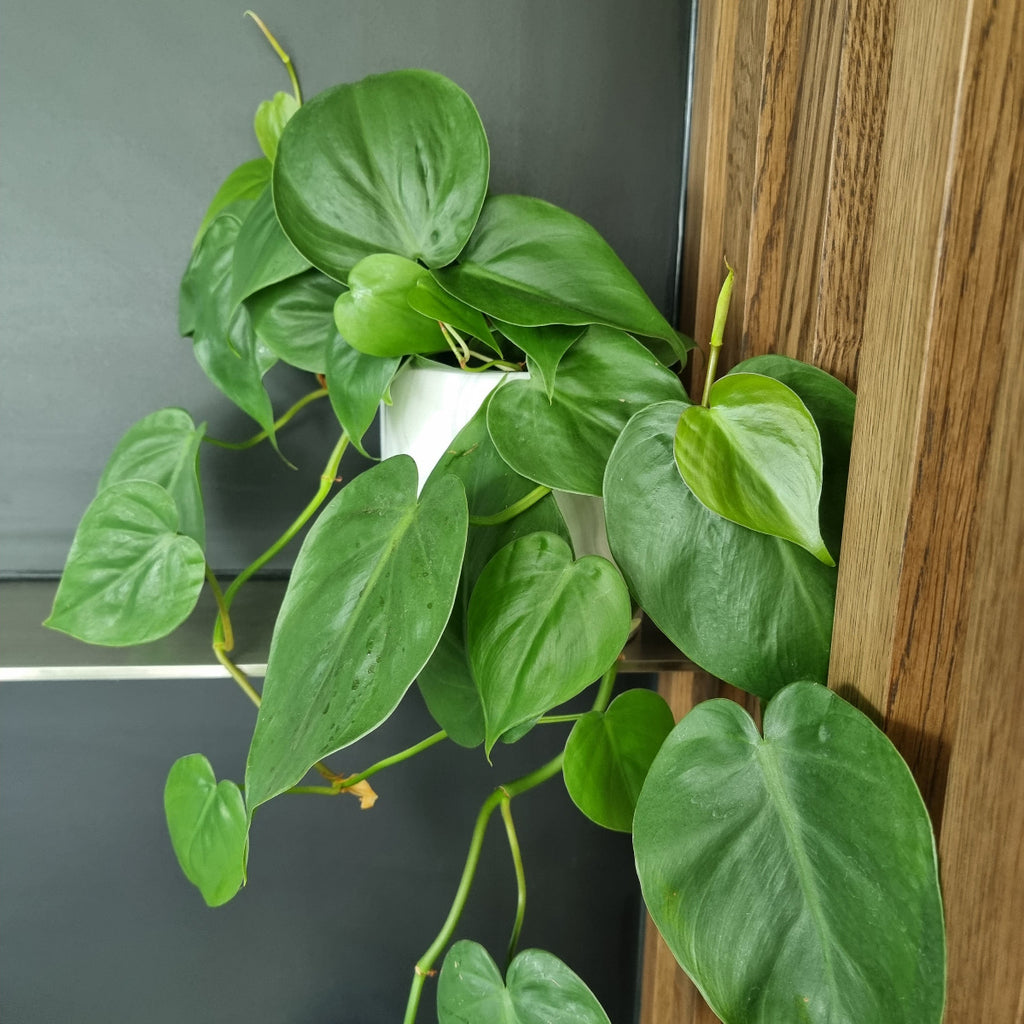 heartleaf philodendron moffatts flower company chch