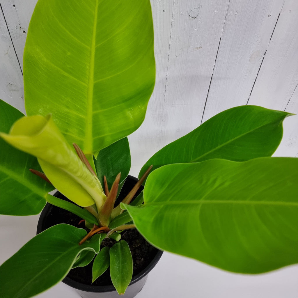 indoor plant for office philodendron imperial golden  easy care moffatts