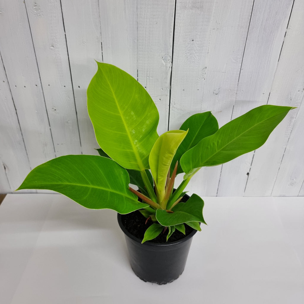 philodendron Imperial Golden houseplant south island delivery