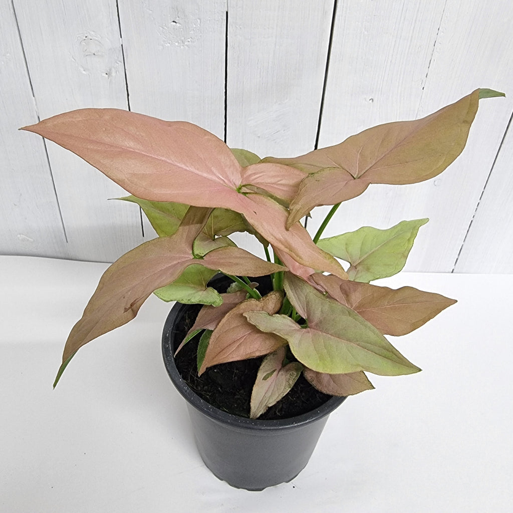 maya red syngonium rare houseplant moffatts flowers indoor houseplant south island delivery