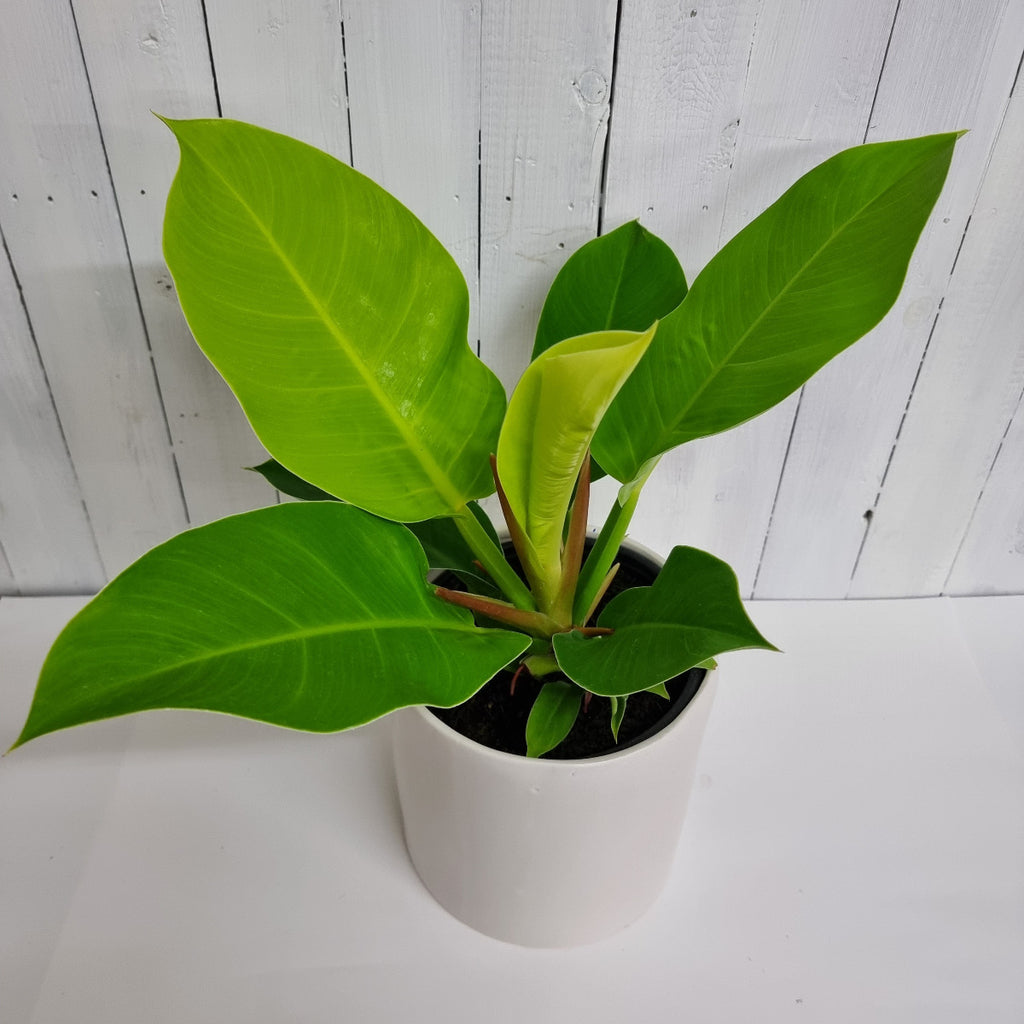 imperial golden philodendron plant moffatts indoor houseplant chch