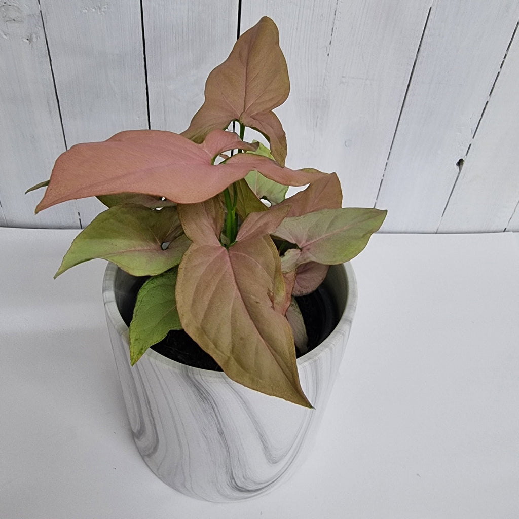 syngonuim maya red rare plant moffatts houseplants