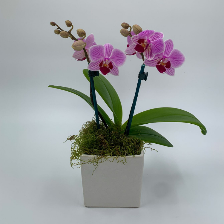 Mini Phalaenopsis purple Orchid in white ceramic pot