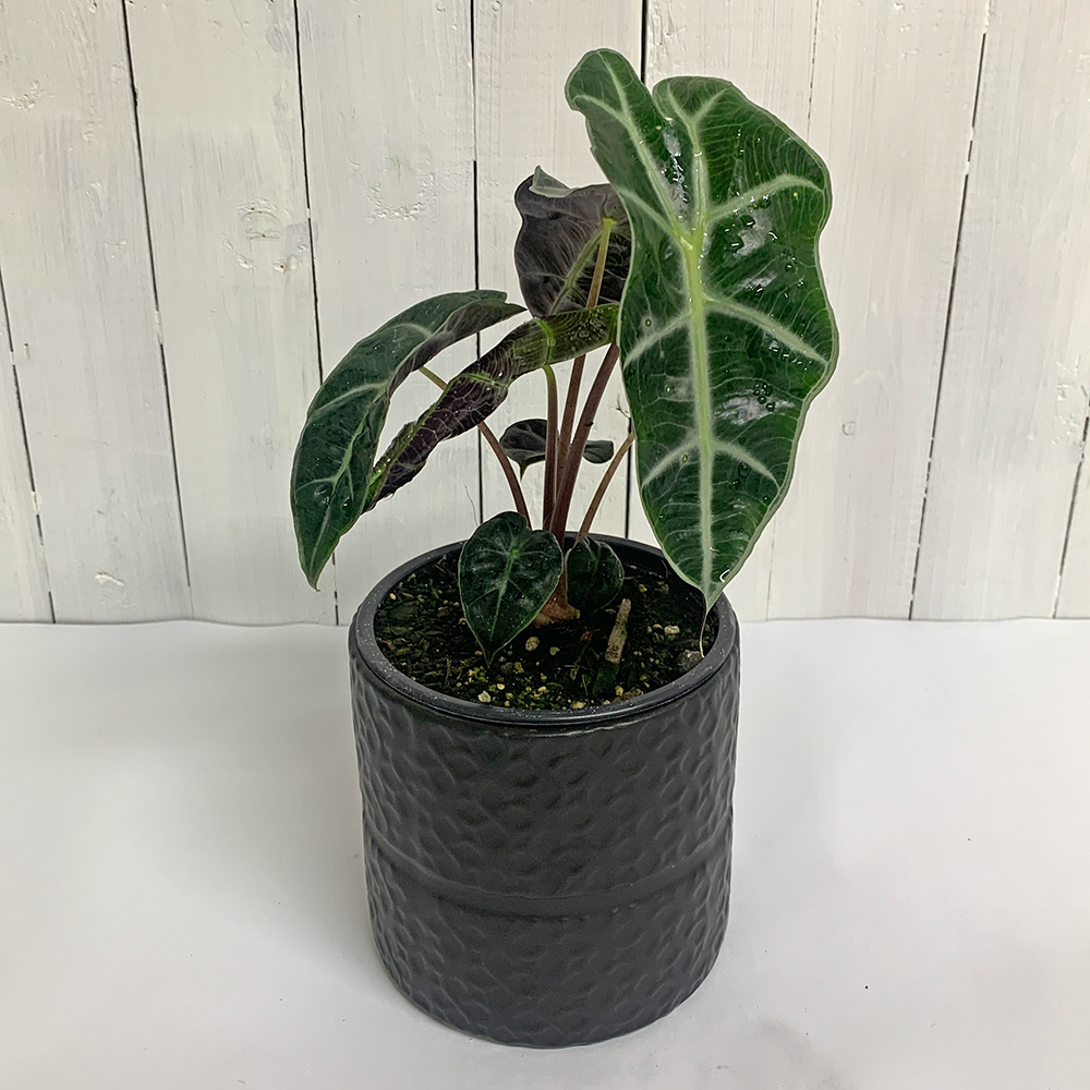 Alocasia dwarf Amazonica in black pot for sale christchurch