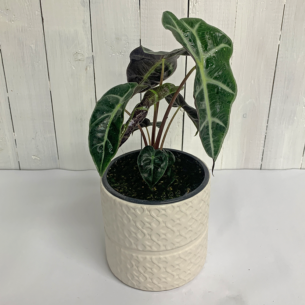 Alocasia in white pot online Moffatts