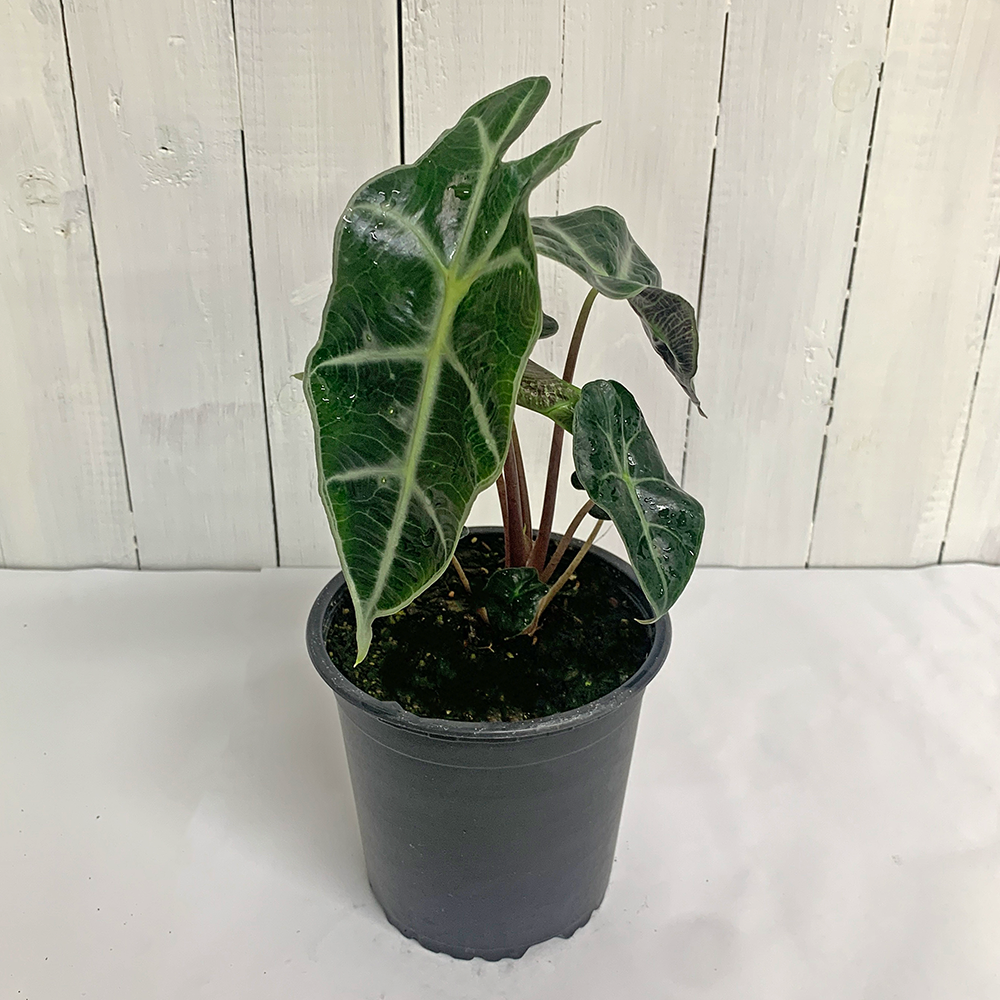 Alocasia Elephant Ear houseplant for sale chch