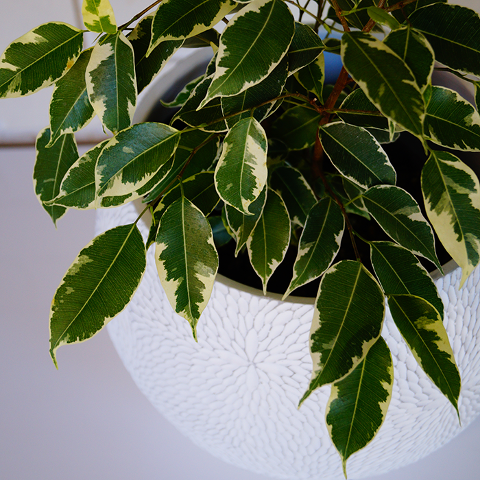 ficus benjamina weeping fig for sale