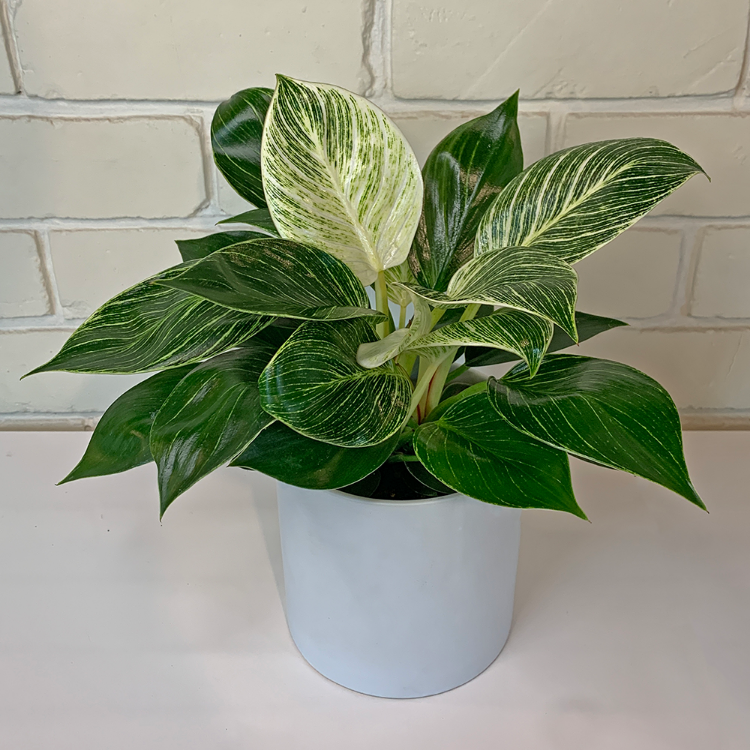 Philodendron Birkin lovely two tone foliage