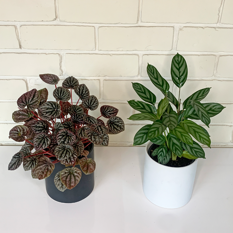 houseplant set for sale Christchurch