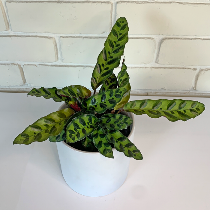 Buy Indoor Plants Online NZ Moffatts Flower Company New Zealand