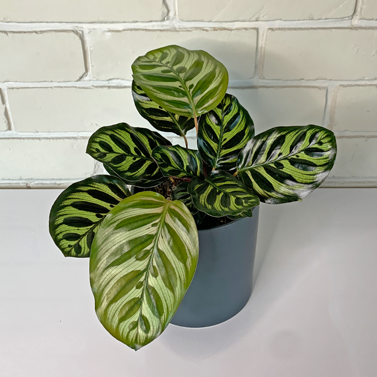 Calathea Makoyana House Plant