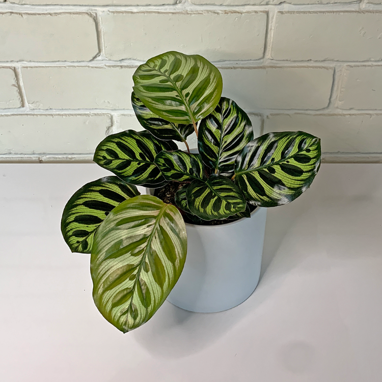 Calathea Makoyana