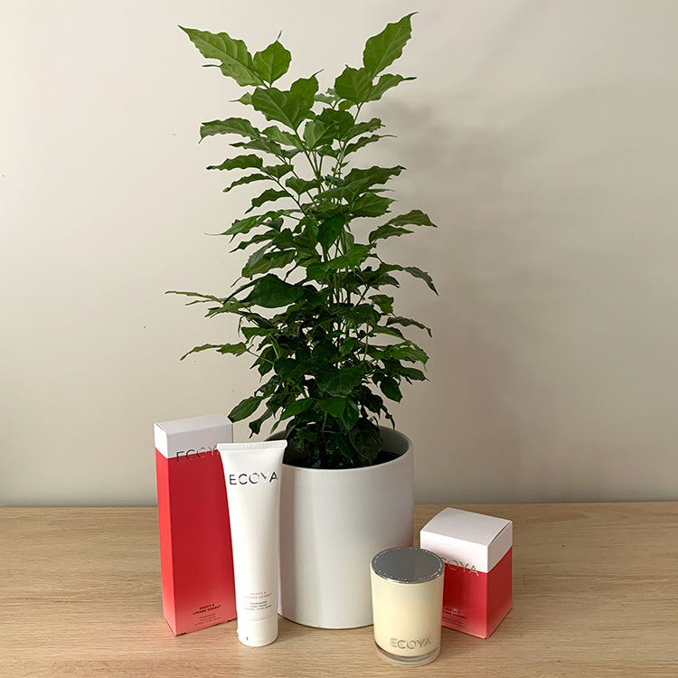 China Doll House Plant Gift Bundle in White Pot - 