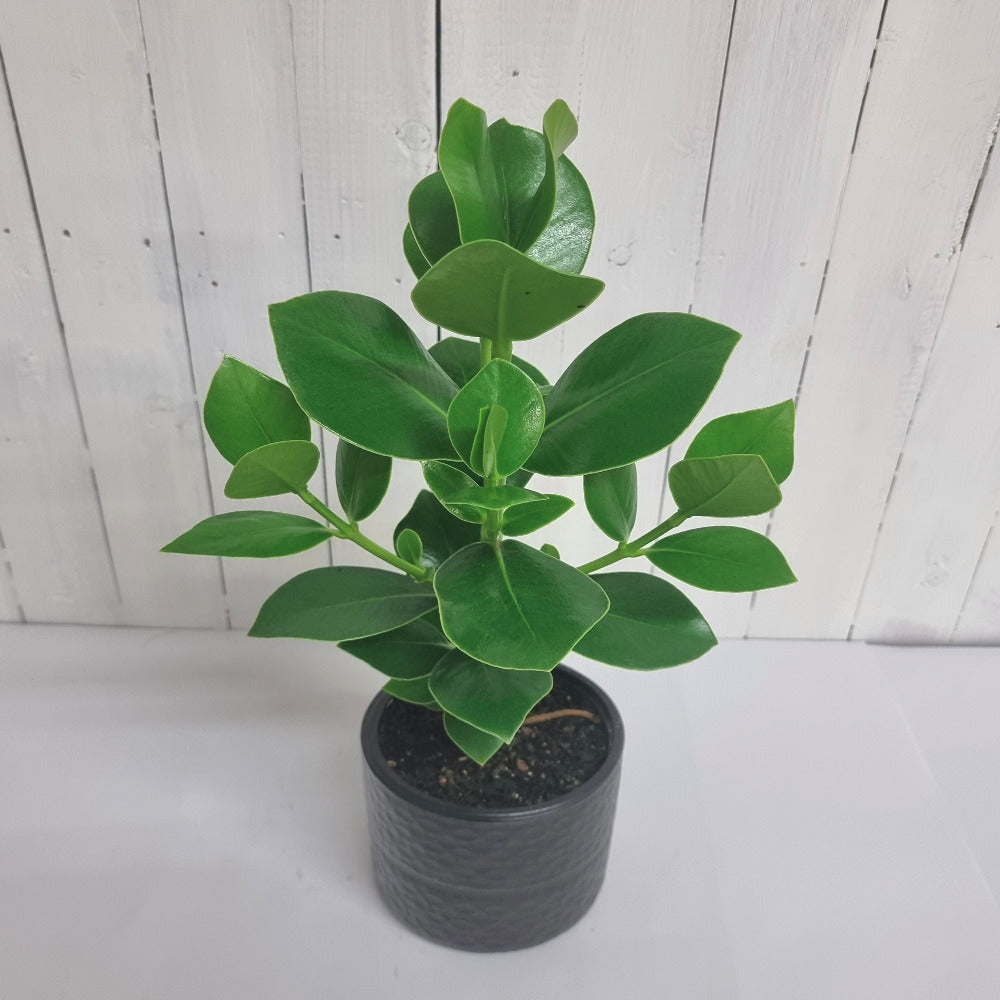 clusia rosea for sale christchurch