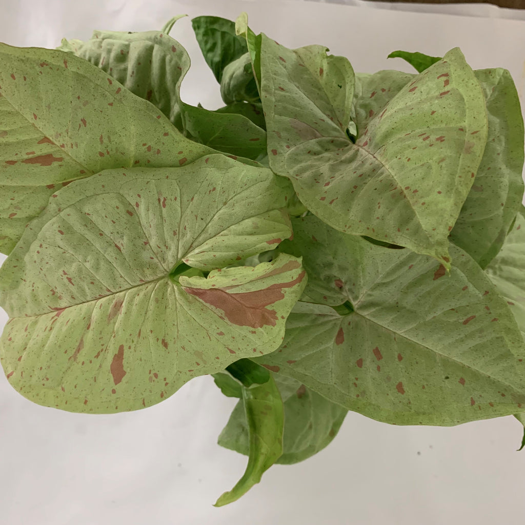 syngonium house plant for sale online