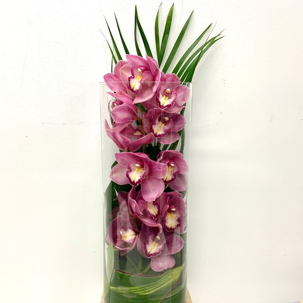 pink Cymbidium Orchid online moffatts chch