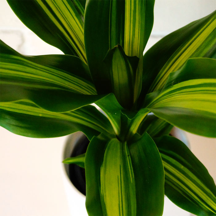 Buy indoor plant online NZ