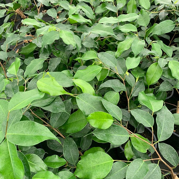 Green Ficus Benjamina House Plant NZ