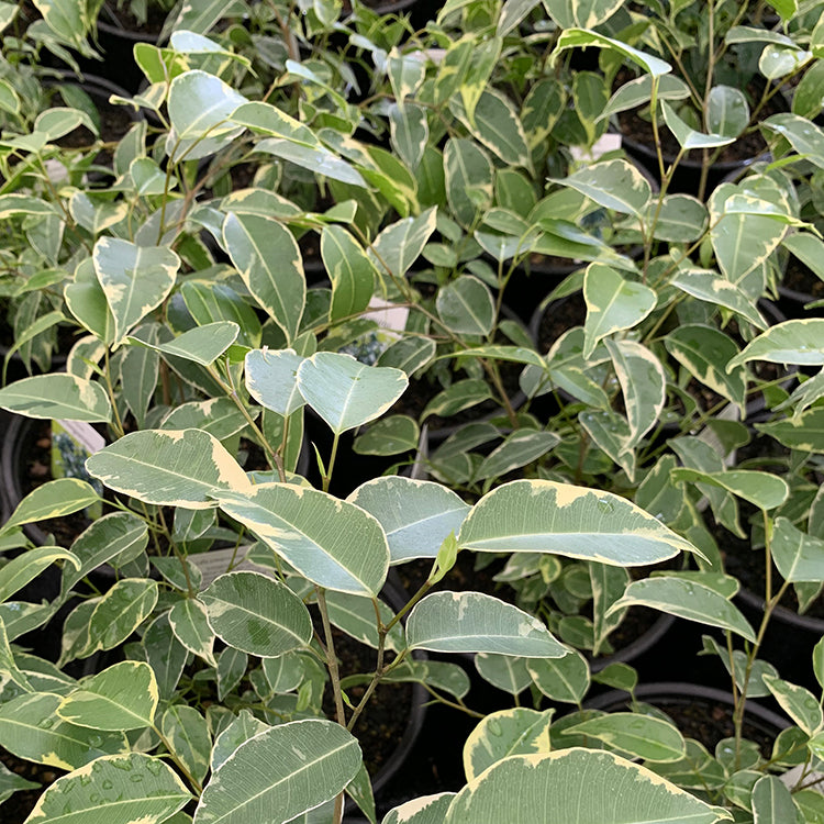 Green Ficus Benjamina House Plant NZ