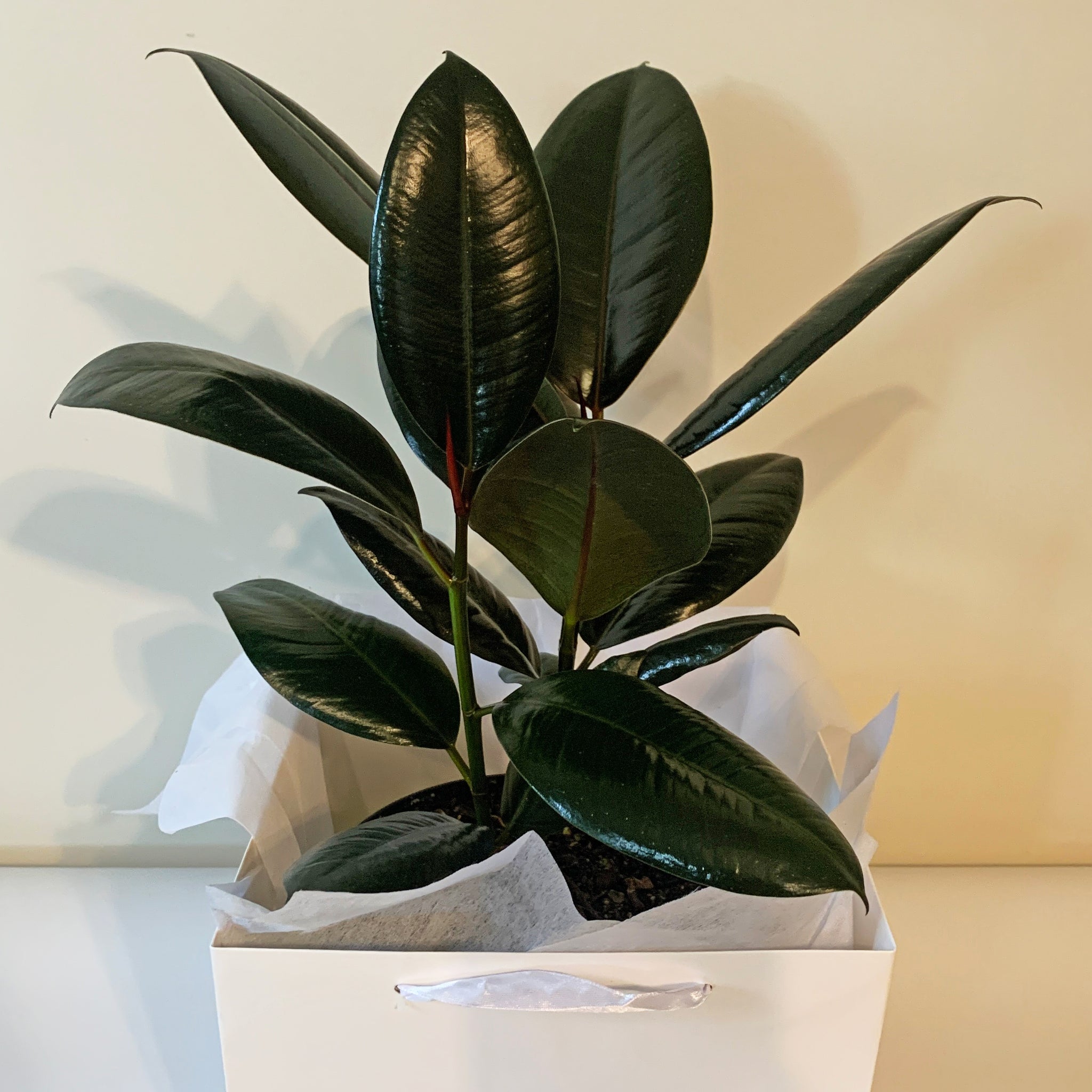 rubber tree nz Ficus elastica - Burgundy | South Island House Plant Delivery | NZ – Moffatt's Flower Company