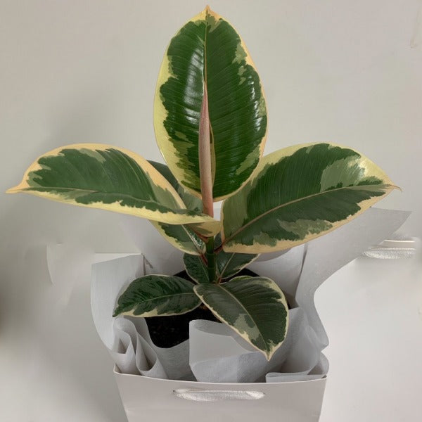 Ficus Elastica Tineke (Rubber leaf house plant)