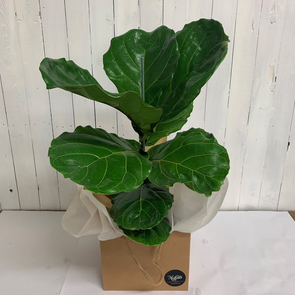 fiddle leaf christchurch shop moffatts