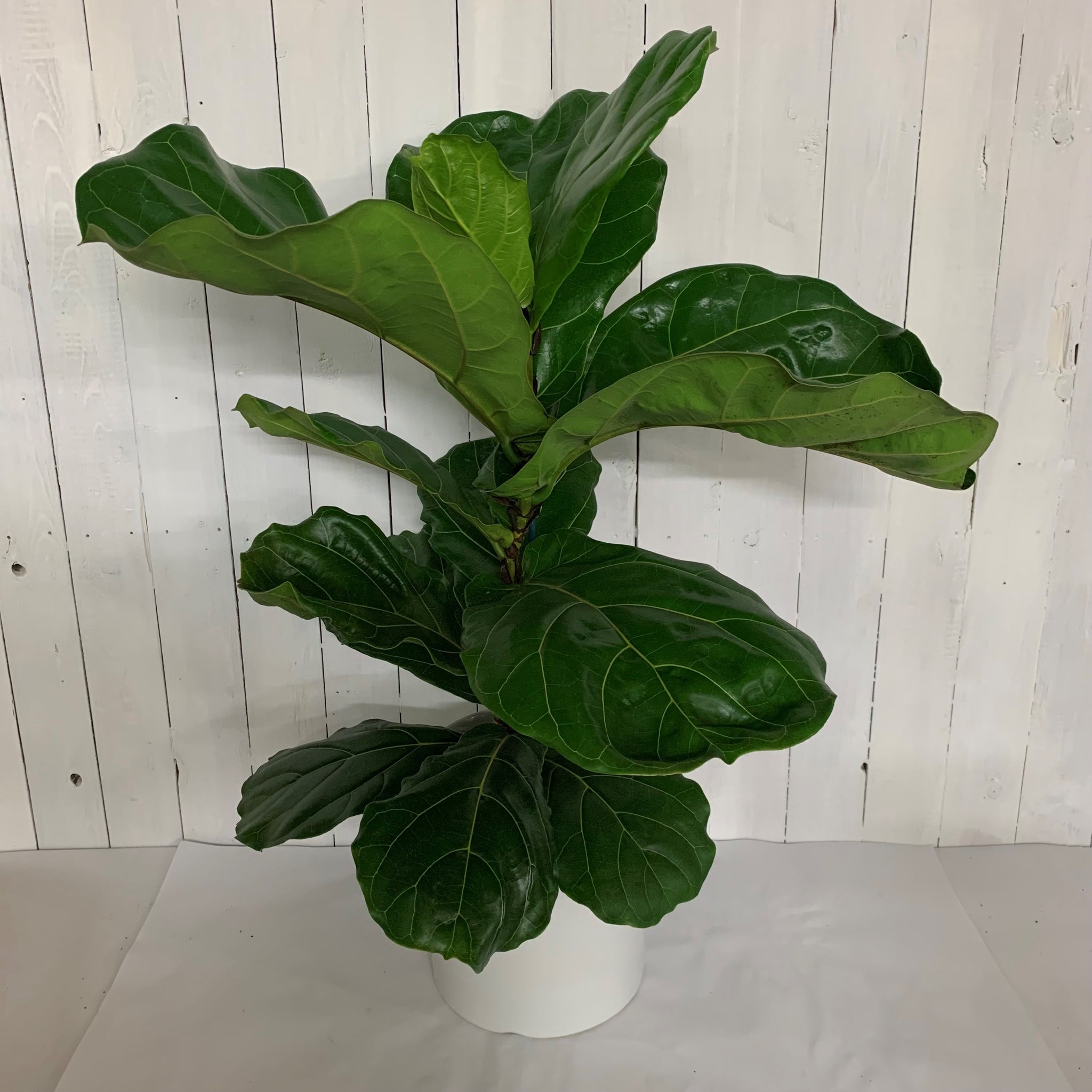 fiddle leaf fig nz Fiddle Leaf Fig Houseplant (Ficus lyrata) | South Island Delivery – Moffatt's Flower Company
