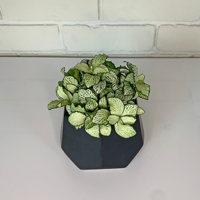 green fittonia in black pot