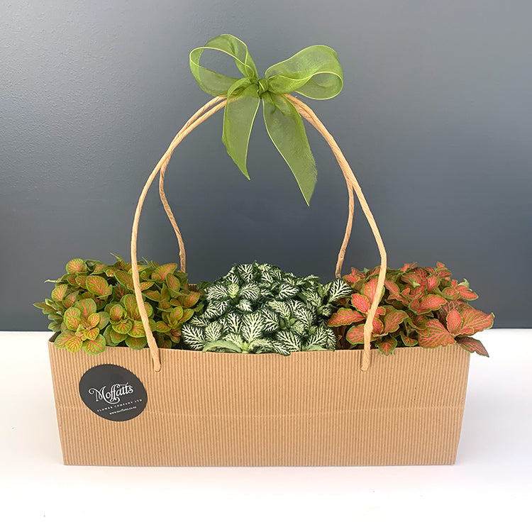 Fittonia House Plant Starter Pack - Moffatts Flower Company