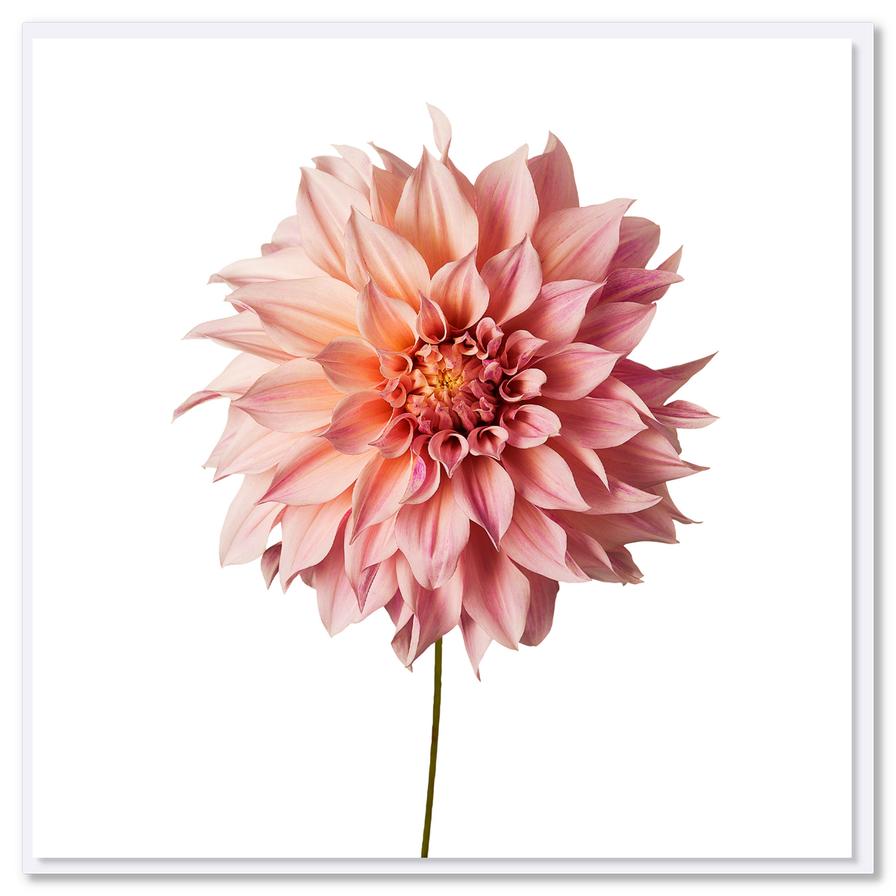 same day new zealand card delivery