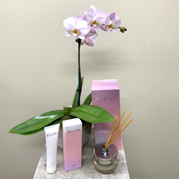 Phalaenopsis Orchid and Ecoya Gift Range